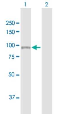 Western Blot: RED1 Antibody [H00000104-B01P]