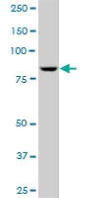 Western Blot: RED1 Antibody [H00000104-B02P]