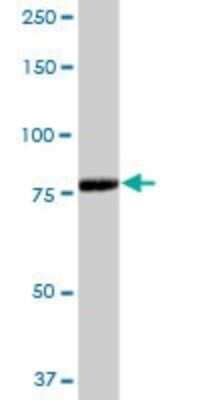 Western Blot: RED1 Antibody [H00000104-B02P]