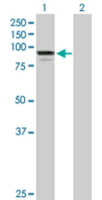 Western Blot: RED1 Antibody [H00000104-B02P]