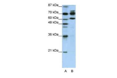 Western Blot: RED1 Antibody [NBP2-86772]