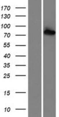 Western Blot: RED1 Overexpression Lysate [NBP2-07125]