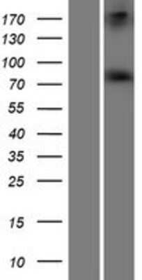 Western Blot: RED1 Overexpression Lysate [NBP2-10951]