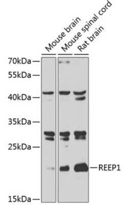 Western Blot: REEP1 AntibodyBSA Free [NBP2-94227]