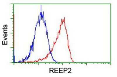 Flow Cytometry: REEP2 Antibody (OTI2C7) [NBP2-01796]