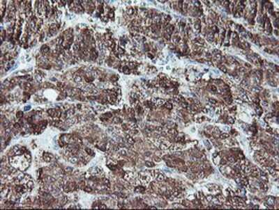 Immunohistochemistry-Paraffin: REEP2 Antibody (OTI2C7) [NBP2-01796]