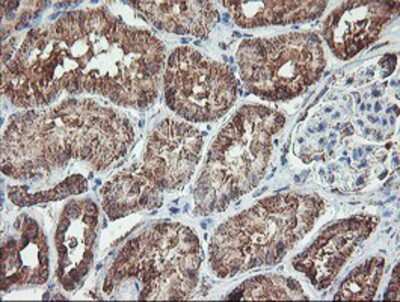 Immunohistochemistry-Paraffin: REEP2 Antibody (OTI2C7) [NBP2-01796]