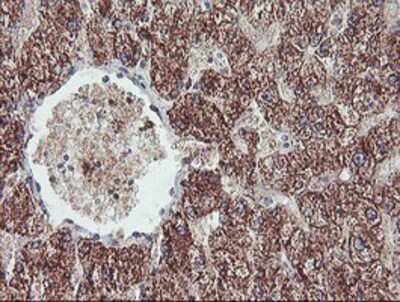 Immunohistochemistry-Paraffin: REEP2 Antibody (OTI2C7) [NBP2-01796]