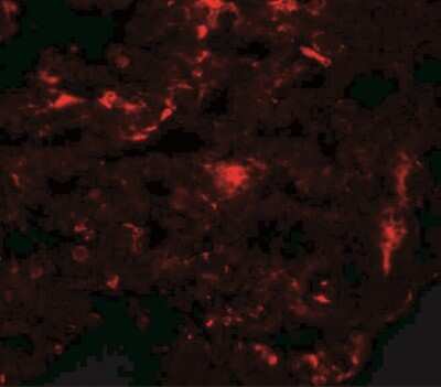 Immunohistochemistry: REEP2 Antibody - BSA Free [NBP1-77104]