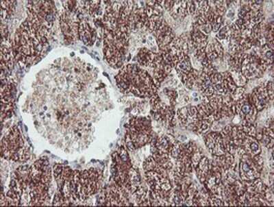 Immunohistochemistry: REEP2 Antibody (OTI2C7) - Azide and BSA Free [NBP2-73849]
