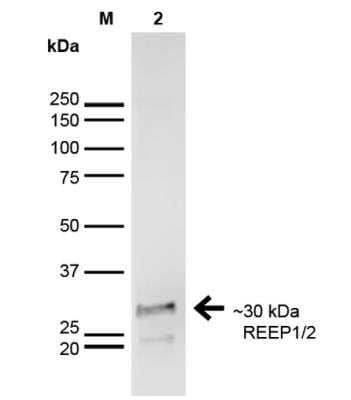 Western Blot: REEP2 Antibody (S326D-29) [NBP2-59314]