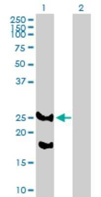 Western Blot: REEP2 Antibody [H00051308-B01P]