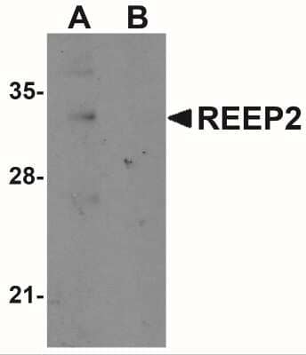 Western Blot: REEP2 AntibodyBSA Free [NBP1-77104]