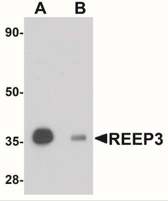 Western Blot: REEP3 AntibodyBSA Free [NBP1-77105]