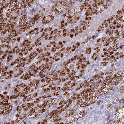 Immunohistochemistry-Paraffin: REEP4 Antibody [NBP2-34081]