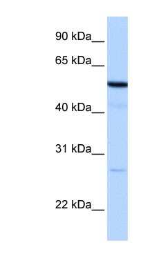 Western Blot: REEP4 Antibody [NBP1-62509]