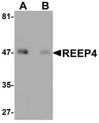 Western Blot: REEP4 AntibodyBSA Free [NBP1-76255]