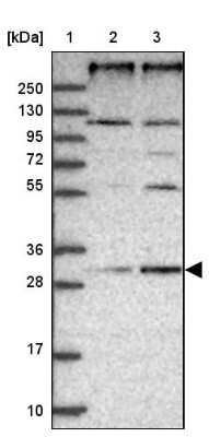 Western Blot: REEP4 Antibody [NBP2-34081]