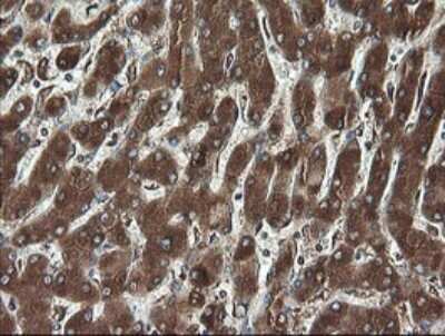 Immunohistochemistry: REEP5 Antibody (OTI4D2) [NBP2-45945]