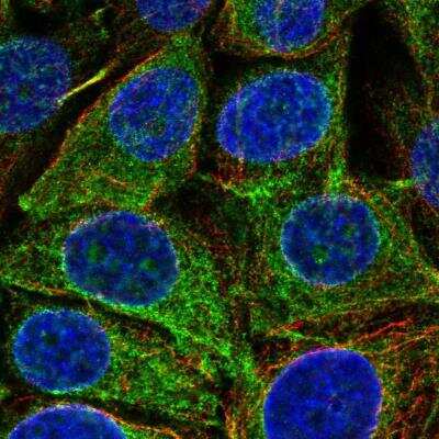 Immunocytochemistry/ Immunofluorescence: REEP5 Antibody [NBP2-56980]