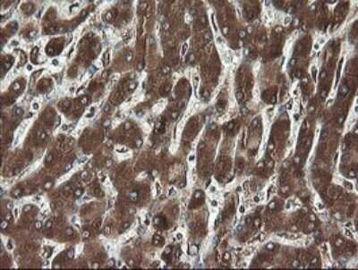 Immunohistochemistry: REEP5 Antibody (OTI4D2) - Azide and BSA Free [NBP2-73850]