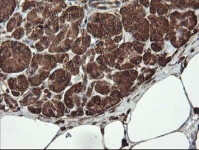 Immunohistochemistry: REEP5 Antibody (OTI4D2) - Azide and BSA Free [NBP2-73850]