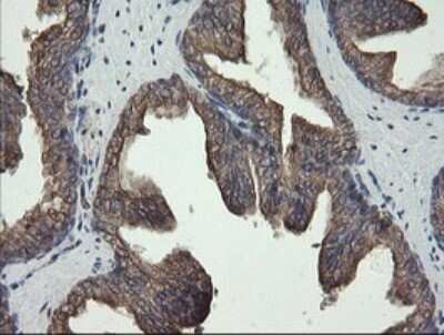 Immunohistochemistry: REEP5 Antibody (OTI4D2) - Azide and BSA Free [NBP2-73850]