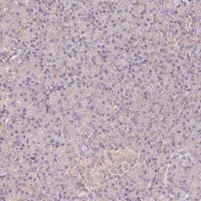 Immunohistochemistry-Paraffin: REEP6 Antibody [NBP2-37919]