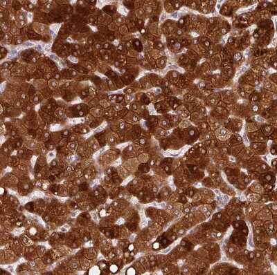 Immunohistochemistry-Paraffin: REEP6 Antibody [NBP2-37919]