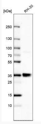 Western Blot: RELL1 Antibody [NBP1-90886]