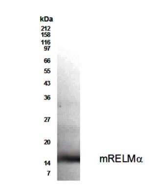 Western Blot: FIZZ1/RELM alpha AntibodyBSA Free [NBP2-29355]