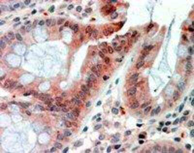 Immunohistochemistry-Paraffin: RELM beta Antibody [NBP1-20968]