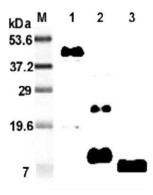 Western Blot: RELM beta Antibody (MRB 46L)Azide and BSA Free [NBP2-80033]