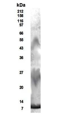 Western Blot: RELM beta AntibodyBSA Free [NB200-204]