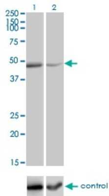 Western Blot: RELT/TNFRSF19L Antibody (3F8) [H00084957-M01]