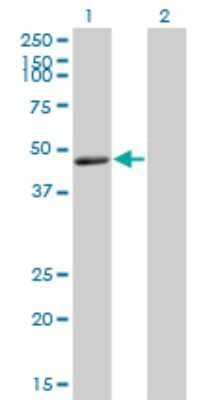 Western Blot: RELT/TNFRSF19L Antibody (3F8) [H00084957-M01]