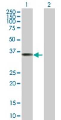 Western Blot: REM1 Antibody [H00028954-B01P]