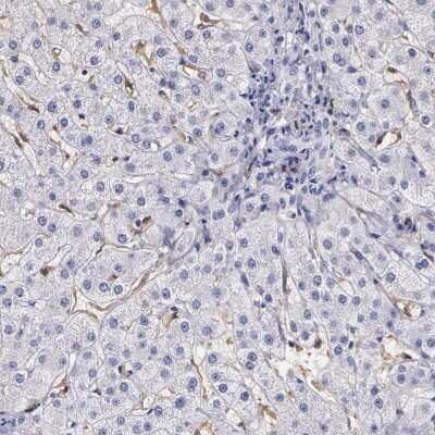 Immunohistochemistry-Paraffin: RENBP Antibody [NBP1-80851]