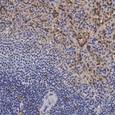 Immunohistochemistry-Paraffin: RENBP Antibody [NBP1-80851]