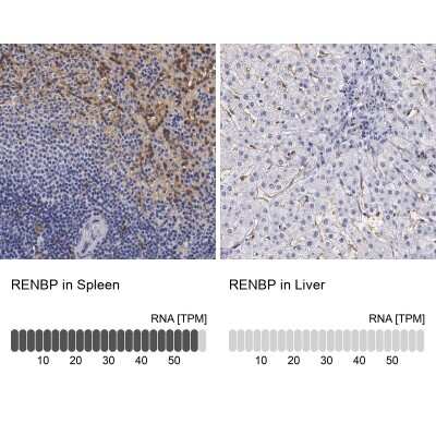 Immunohistochemistry-Paraffin: RENBP Antibody [NBP1-80851]