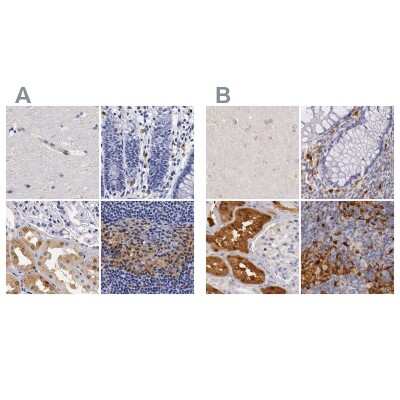 Immunohistochemistry-Paraffin: RENBP Antibody [NBP1-80851]