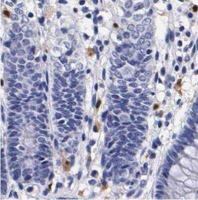Immunohistochemistry-Paraffin: RENBP Antibody [NBP1-80851]
