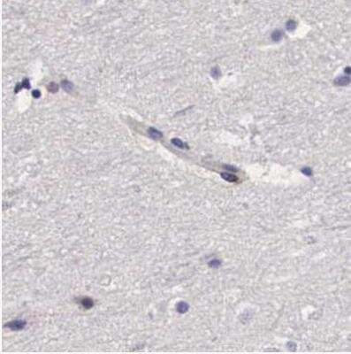 Immunohistochemistry-Paraffin: RENBP Antibody [NBP1-80851]