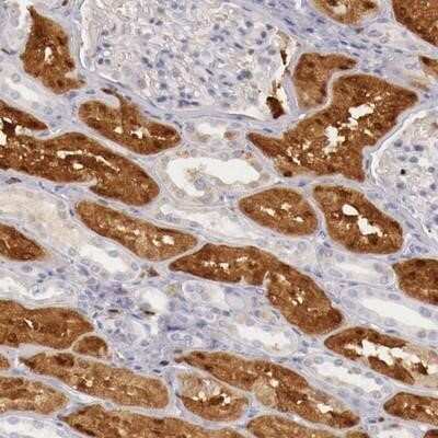 Immunohistochemistry-Paraffin: RENBP Antibody [NBP1-80852]