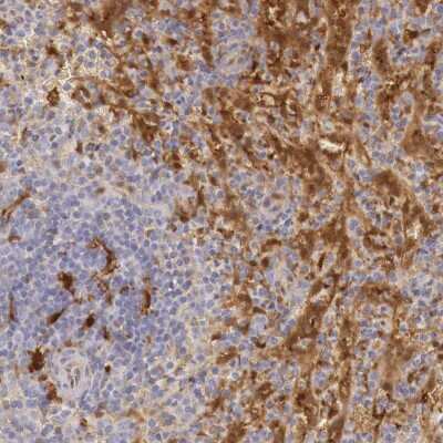 Immunohistochemistry-Paraffin: RENBP Antibody [NBP1-80852]
