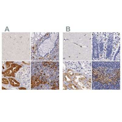 Immunohistochemistry-Paraffin: RENBP Antibody [NBP1-80852]