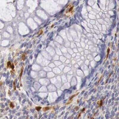 Immunohistochemistry-Paraffin: RENBP Antibody [NBP1-80852]