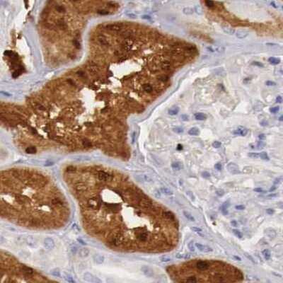 Immunohistochemistry-Paraffin: RENBP Antibody [NBP1-80852]