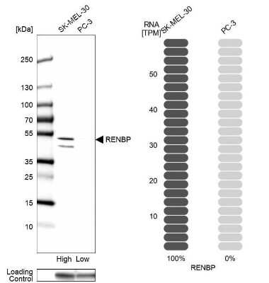 Western Blot: RENBP Antibody [NBP1-80851]