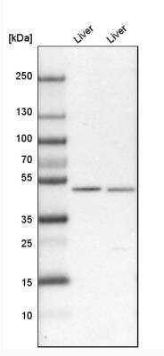 Western Blot: RENBP Antibody [NBP1-80851]